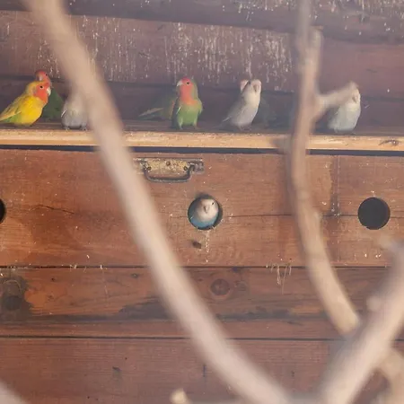 L - Wellness Farm * Lagos