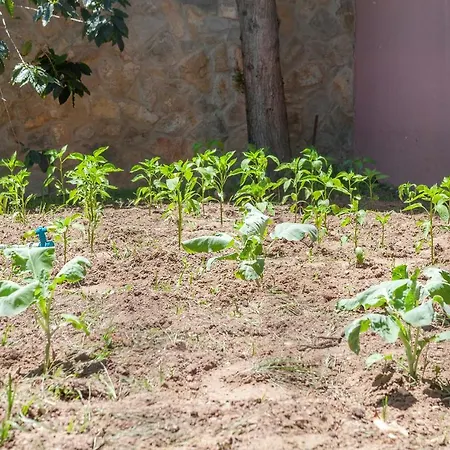 L - Wellness Farm Lagos