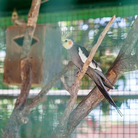 L - Wellness Farm * Lagos