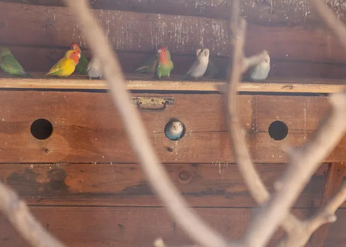 L - Wellness Farm * Lagos