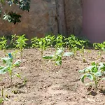 L - Wellness Farm Лагуш